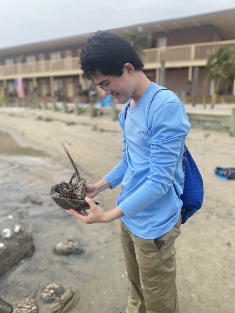 An REU intern examines a horseshoe crab.