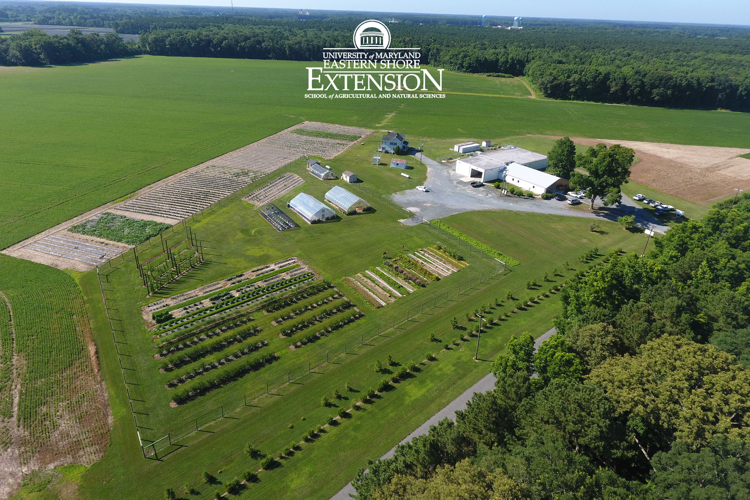 Honey Bees  University of Maryland Extension