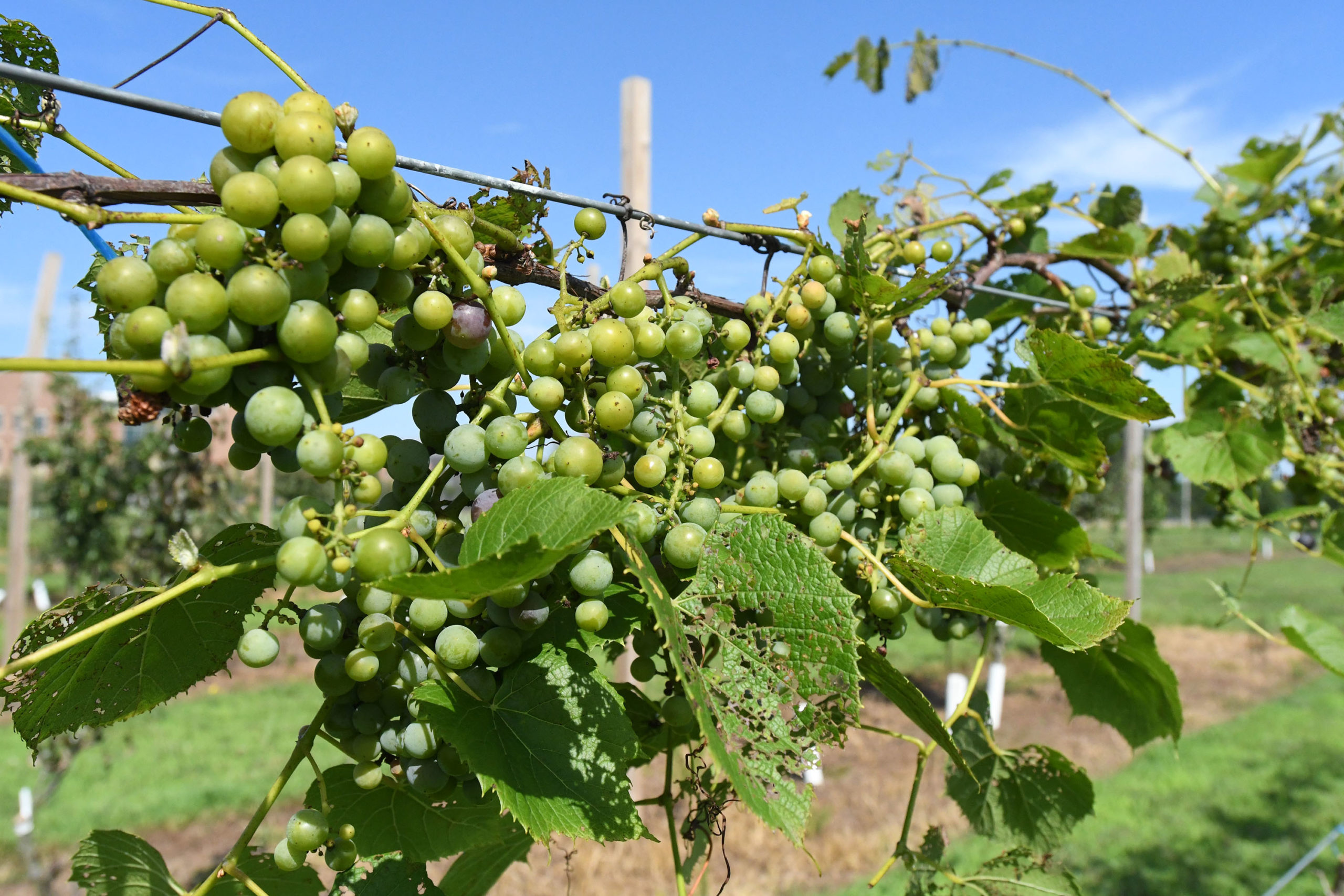 UMES Extension grape vines