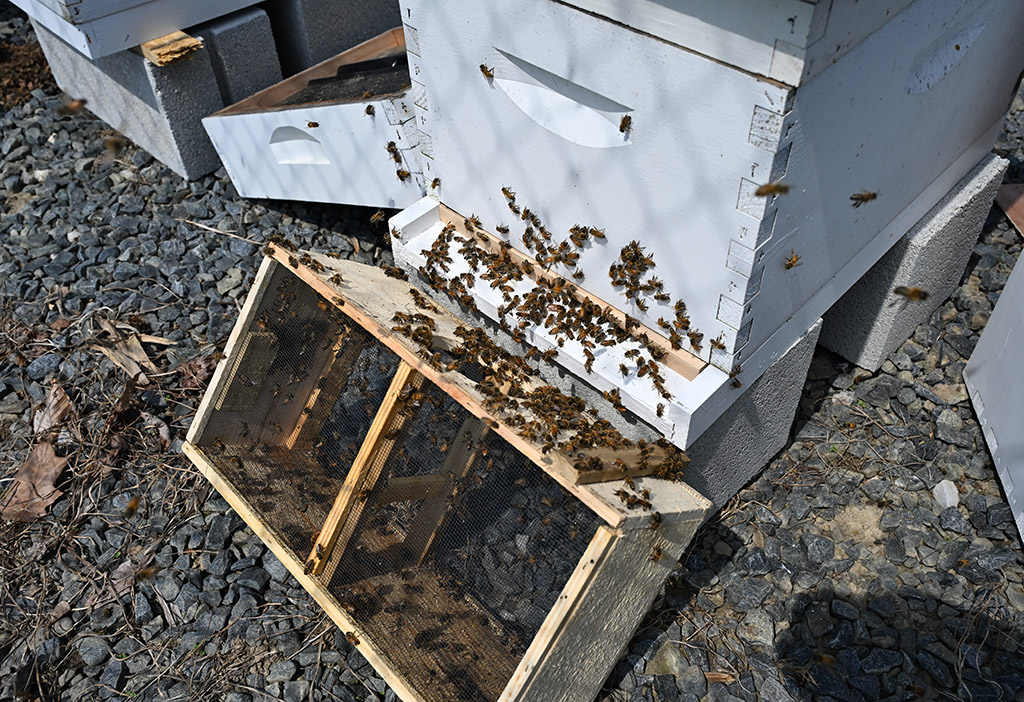 Bee boxes at University of Maryland Eastern Shore Extension apiary.