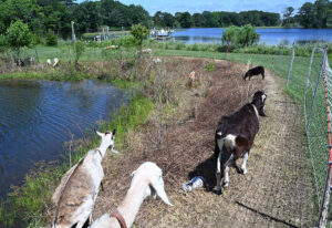 Goats graze near a pond.