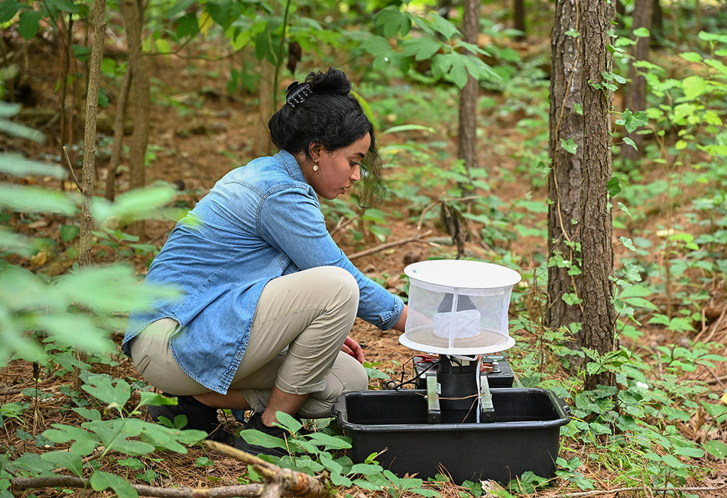 UMES student Doaa Barri checks a mosquito trap in the woods in Somerset County.