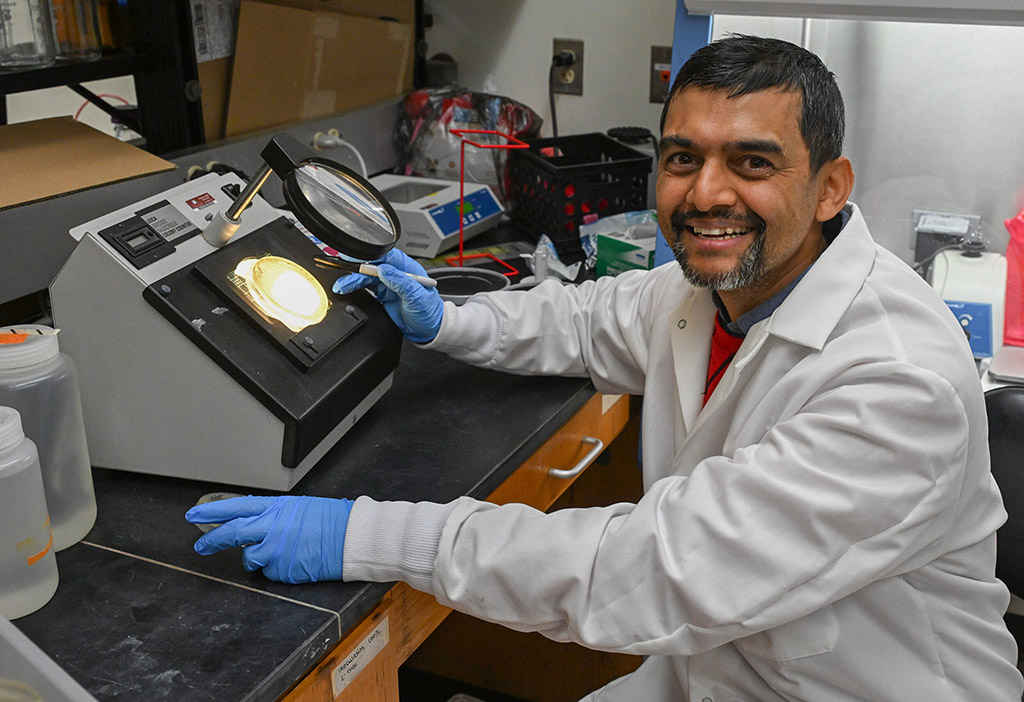 Dr. Janak Dhakal tests for salmonella at his UMES lab.