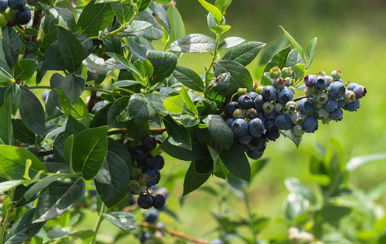 Picnic tent to booming farm market School of Agricultural and Natural