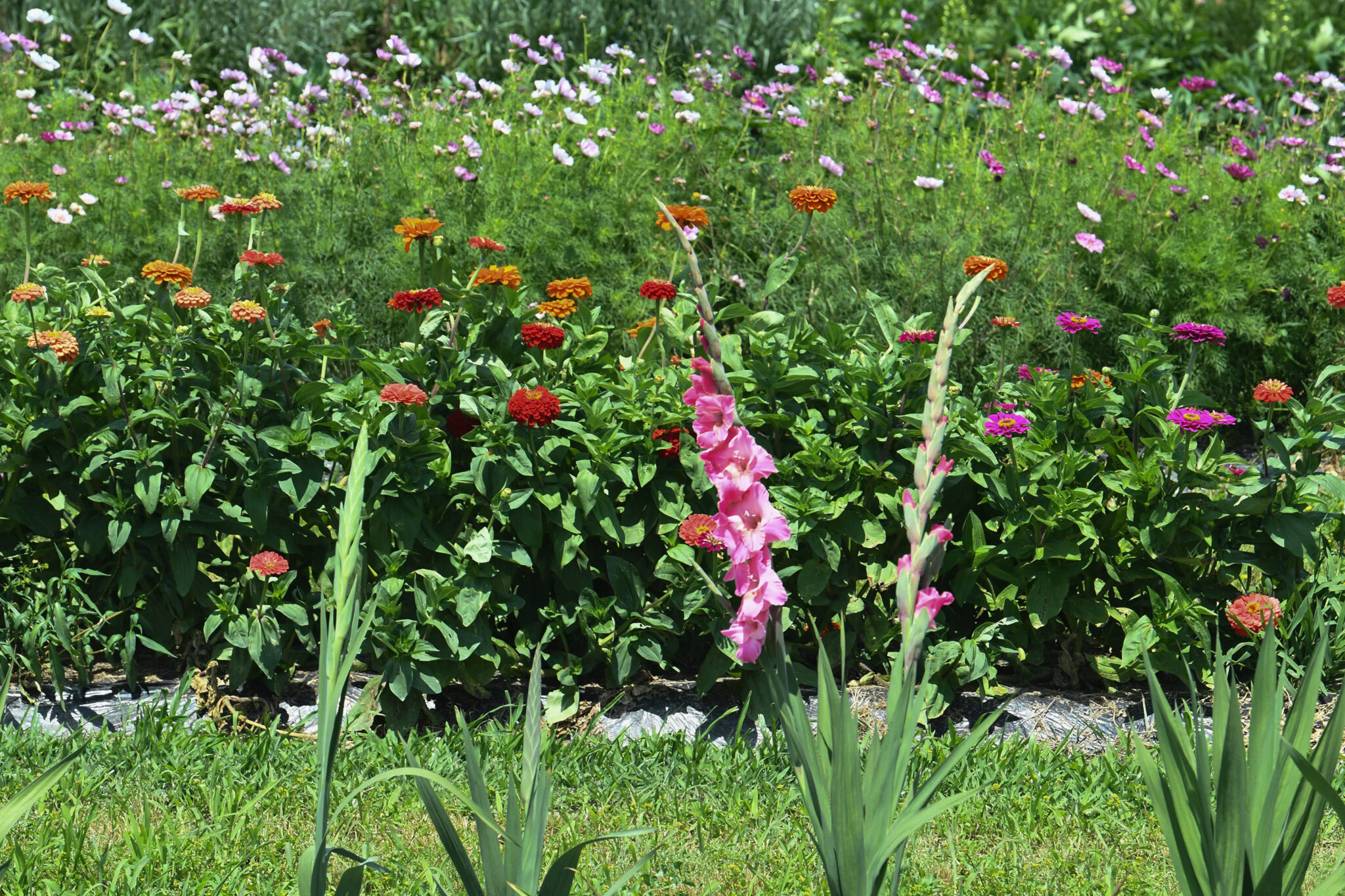 Picnic tent to booming farm market School of Agricultural and Natural