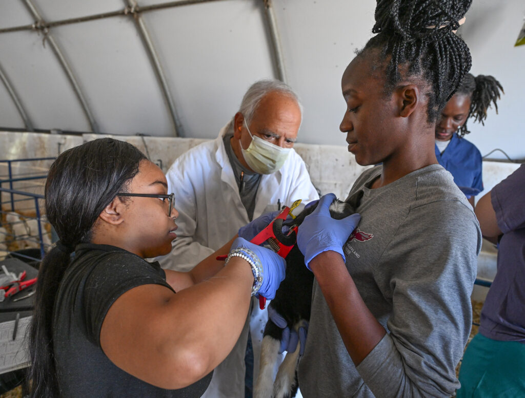 Shamia Onley, right, helps a pre-vet student and Dr. Enrique Nelson Escobar, associate dean for UMES Extension and small ruminant specialist, with tagging the new kids to the goat herd.