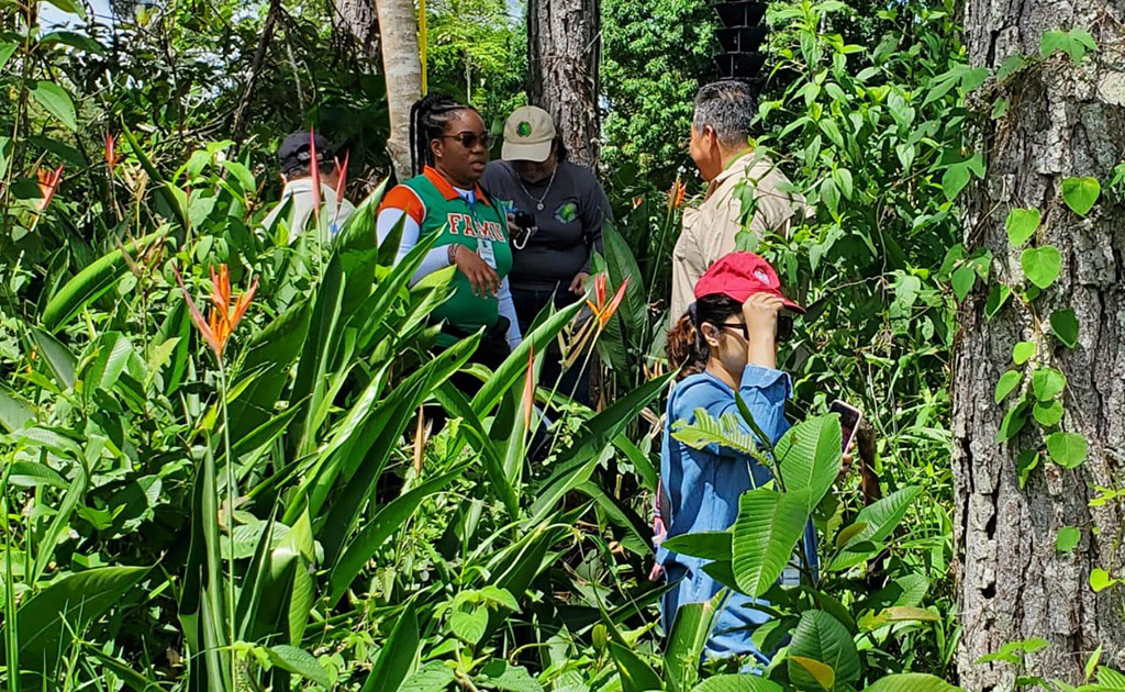 Pine bark beetles were collected and identified during a field trip in Belize.
