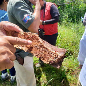 Pine bark damage caused by the beetle is pointed out.
