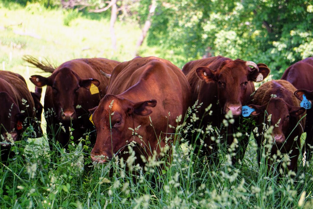 Mary's Land Farm In Ellicott City, Maryland, is a mixed organic crop and livestock farm.