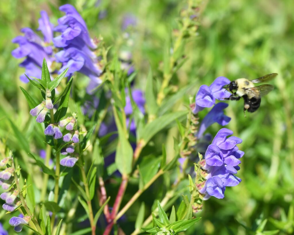 Herbal plant Baikal skullcap