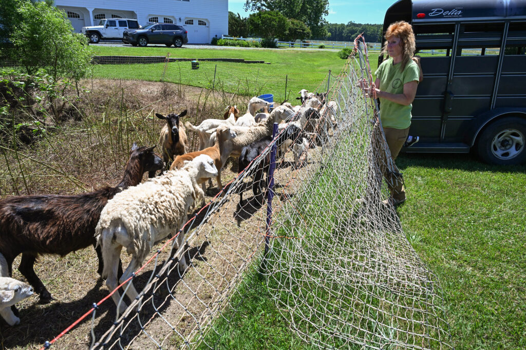 Mary Bowen is the owner of Browsing Green Goats.