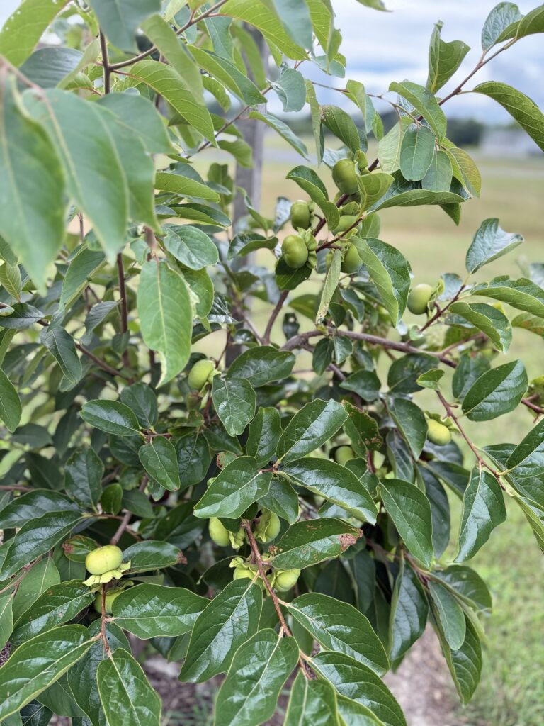 Alley cropping involves planting vegetables or herbs between rows of fruit trees or shrubs.