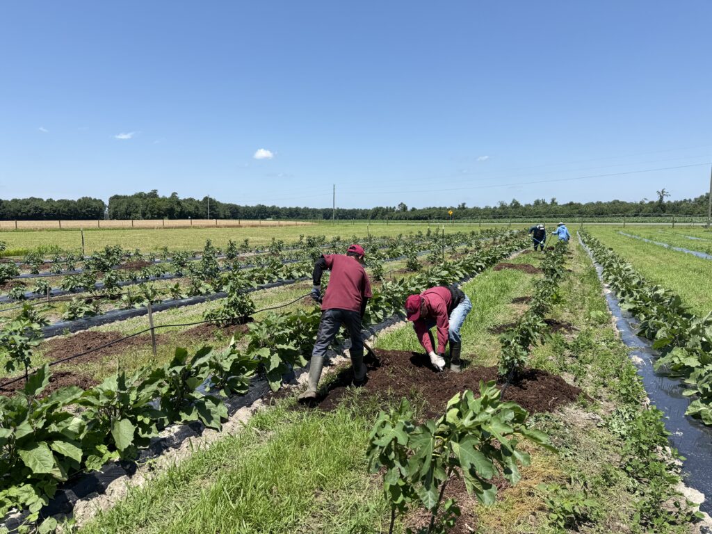UMES Extension specialists help plant and mulch in an alley cropping system.