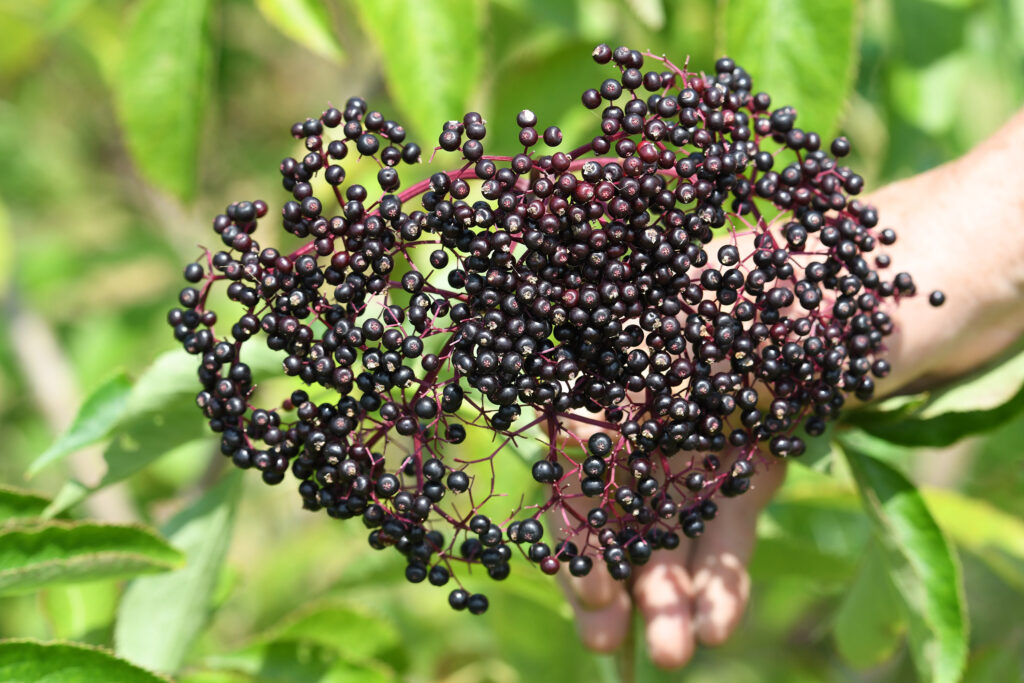 A head of ripe dark blackish purple elderberries grow on a woody bush at UMES' Research, Extension and Teaching Farm.