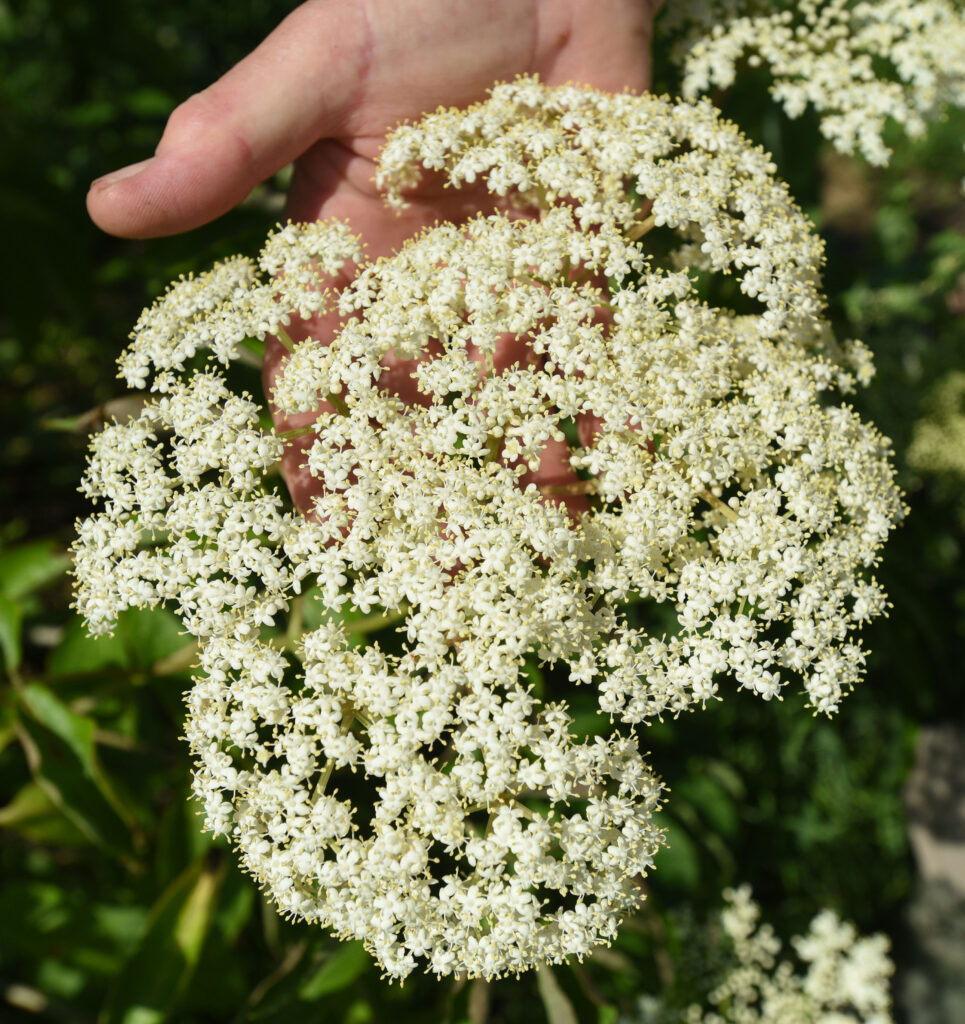 Delicate white flowers are on a flowering head of elderberry growing on a bush at UMES' Research, Extension and Teaching Farm.