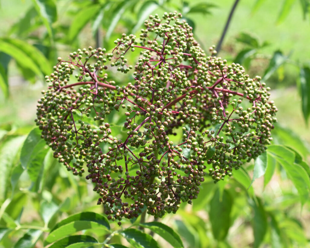 A round head of light green young elberberries are shown growing on a bush.
