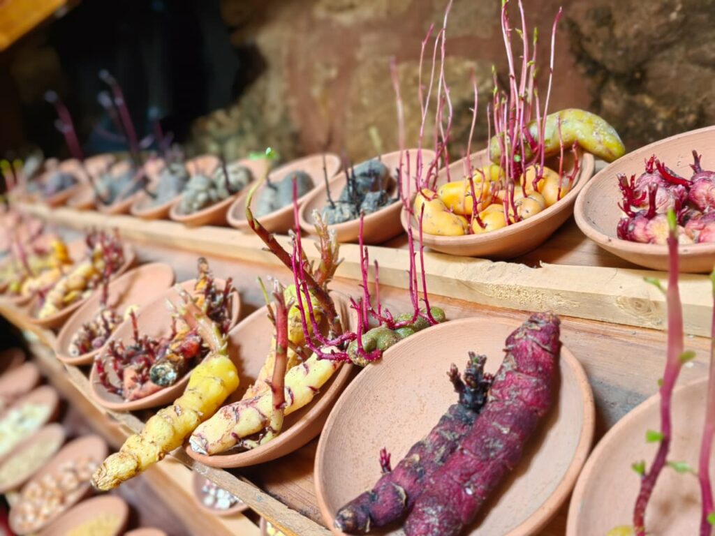 Potato varieties are on display and perserved at Potato Park in Peru.