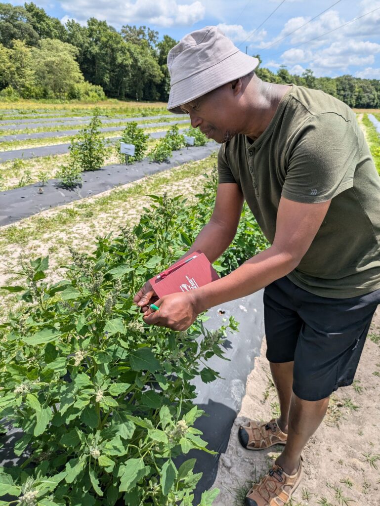 Graduate student John Ithiru inspects a quinoa genotype for fungal disease symptoms.