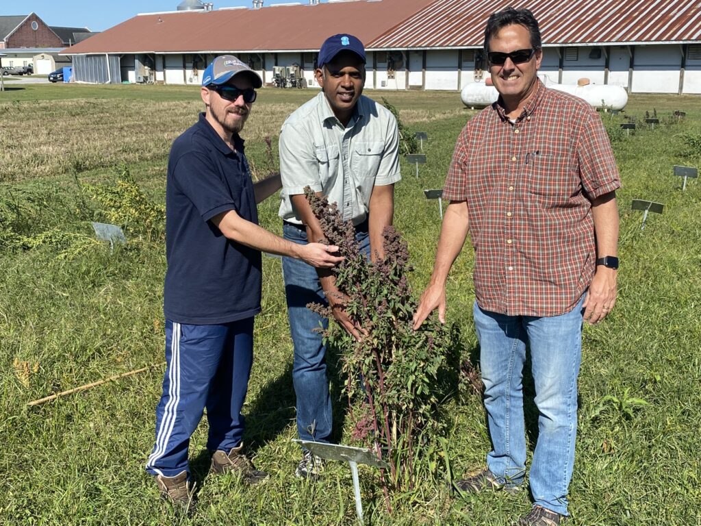 Graduate student Keith Bucca learns to identify quinoa phenology stages along with UMES professor Dr. Sadanand Dhekney and Dr. Eric Jellen of Brigham Young University.