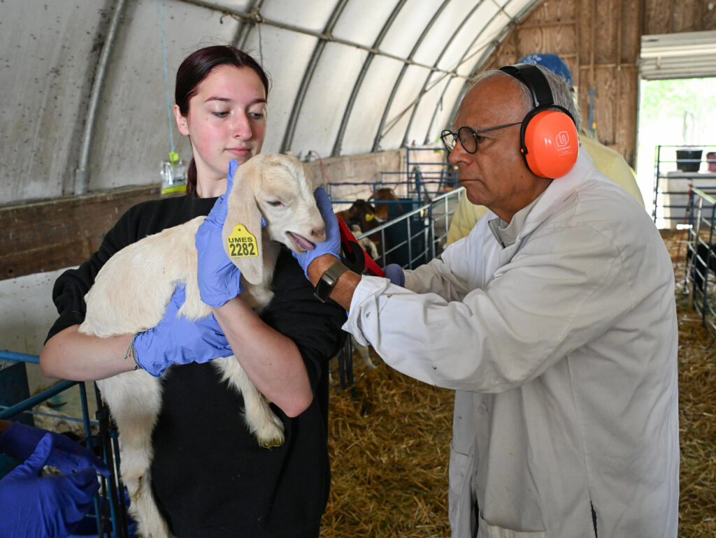 UMES pre-vet student Kathleen Combs holds a kid goat still while Dr. Enrique N. Escobar gives it an ear tag.