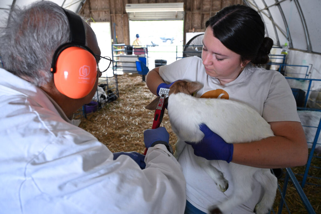 Dr. Enrique N. Escobar gives a kid its ear tag with pre-vet student Kaitlyn Cosgrove holding it during lambing and kidding season on the UMES campus farm.