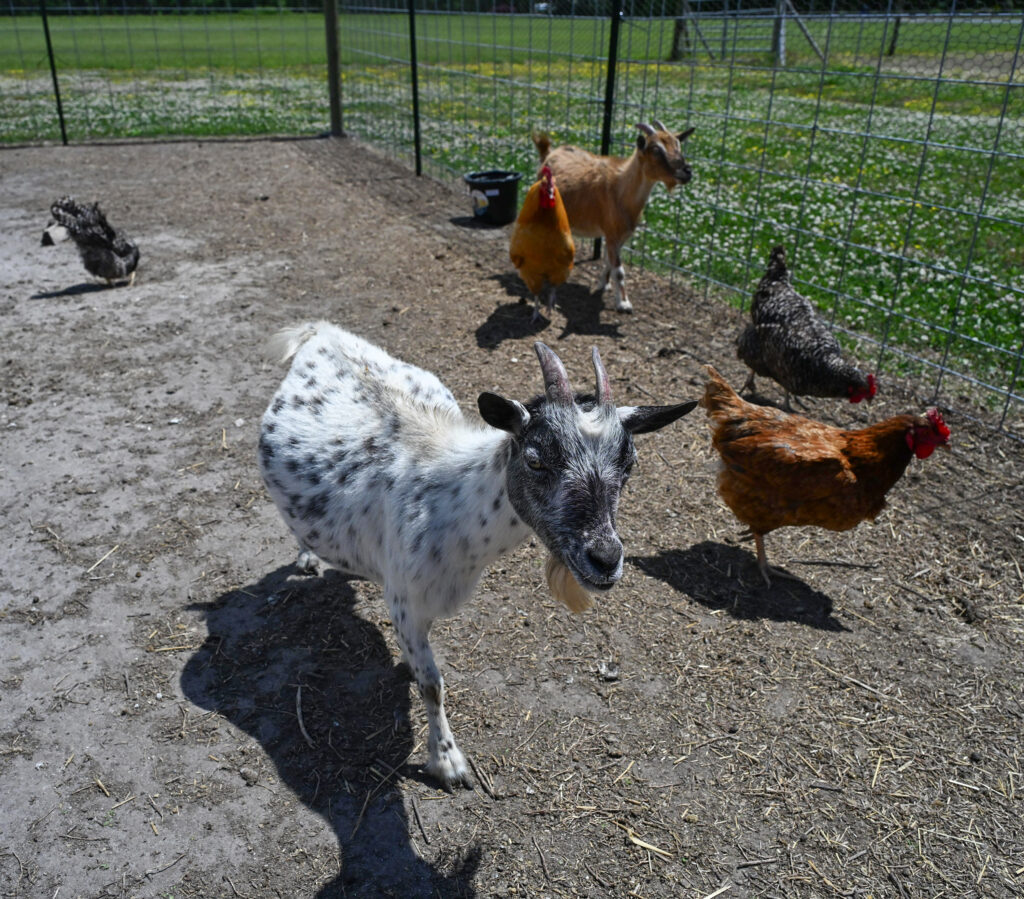 Backyard chickens and goats are pictured together in an enclosure.