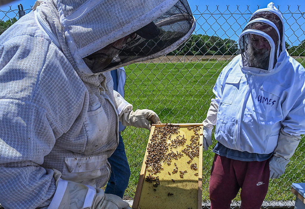 Two people are in protective bee suits to inspect bees on a frame of a honeybee hive in the UMES Apiary Program.