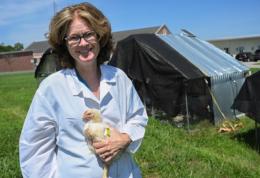 UMES Poultry Researcher and Extension specialist Dr. Jennifer Timmons holds four week-old chickens that are part of the Universary's pasture poultry work. (Photo by Todd Dudek/UMES Ag Communications)