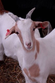 A goat at UMES
